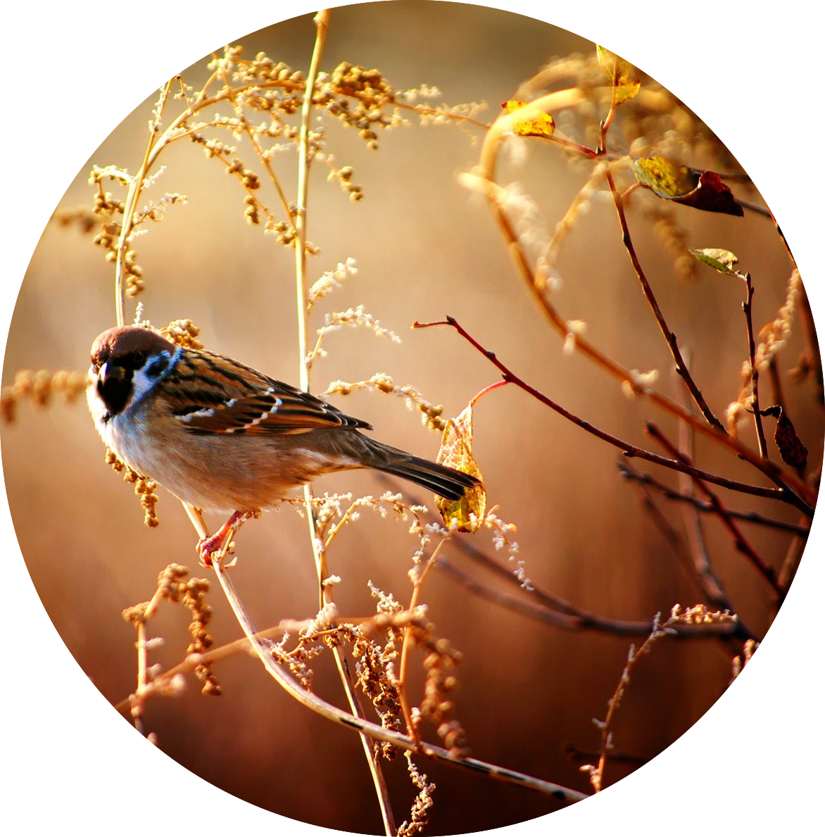 bird-sparrow-nature-photo-wallpaper-1920x1200
